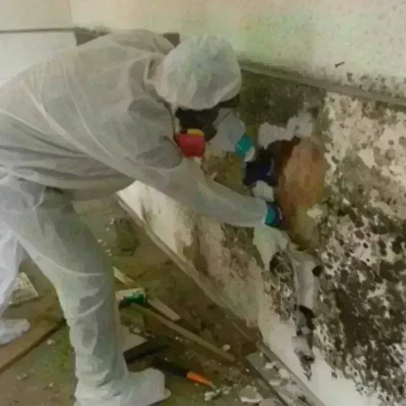 Mold Remediation and Removal in Dade County, GA